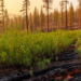 One Fire Was Not Enough: Shrubs Keep Suppression-Era Forests Locked In