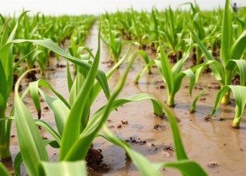 Brewery wastewater could irrigate India’s maize fields, study finds