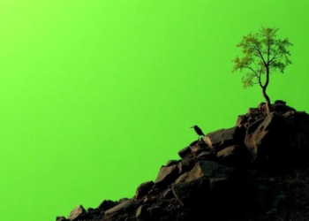 Researchers call for fundamental rethink of nature finance ahead of COP17