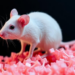Polystyrene Nanoplastics Drive Colorectal Tumors in Mice by Disrupting Gut Microbiome and Immunity