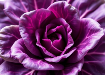 Purple Leaf Gene Found in Chinese Cabbage Offers Route to Healthier Greens