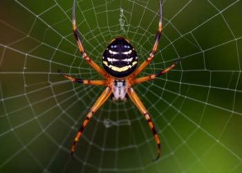 New orb-weaver spider species Zangaraneus zhishengi described from central China