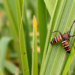 Integrated Pest Management Slashes Fall Armyworm Damage in Indian Rabi Maize