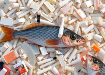 Microplastics Found in Most Fish Tested Along Bangladesh’s Cox’s Bazar Coast