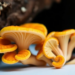 Scientists Launch First Dedicated Database for Monascus Fungi and Their Metabolites