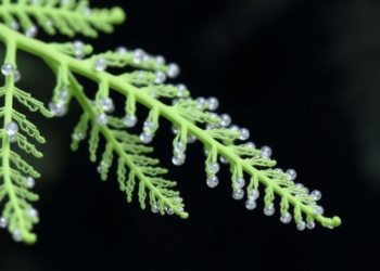 Fern-made silver nanoparticles show antioxidant and antimicrobial power in lab tests