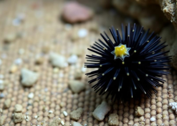 Sea urchins could anchor Bangladesh’s marine bioeconomy, review finds