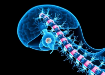 Mapping How Stem Cell Grafts Behave Inside the Injured Spinal Cord