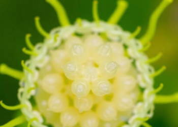 The Overlooked Enzymes That Unlock Sugars Hidden in Plant Cell Walls