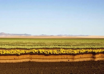 Heavy Grazing Reshapes Desert Steppe Soil Microbes, With Deepest Layers Hit Hardest