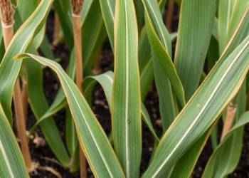 Cellulose-Wicked Biochar Boosts Maize Growth and Yield Under Drought Stress