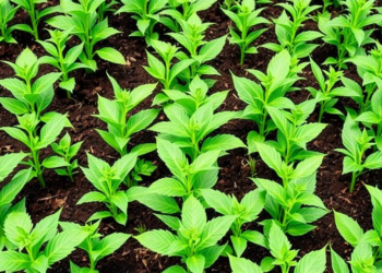 Complex GM Plants Need New Risk Assessment Tools, Review Argues