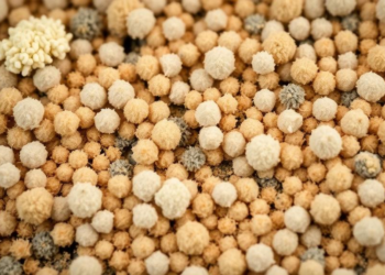 Texture-tracking camera method exposes mould risk in mycelium insulation