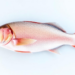 New qPCR Test Detects Streptococcus dysgalactiae in Farmed Fish