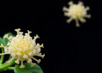 Ancient Chinese Herb Yields a Polysaccharide That Kills Staph and Calms Runaway Inflammation