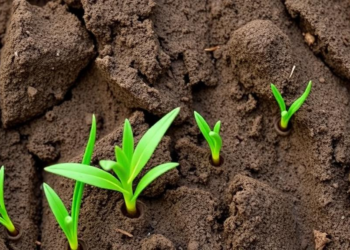 Grass Roots Fight Erosion in Compacted Soils, and a New Indicator Shows How