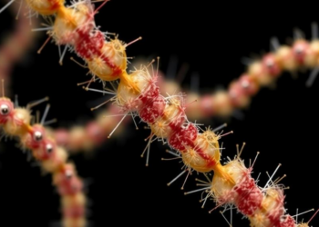 Major Funding Push Aims to Crack the Genomic Secrets of Earth’s Most Overlooked Life Forms