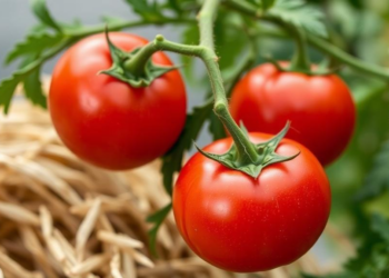 Rice Husk Waste Turned Into Chitosan Films That Shield Cherry Tomatoes