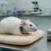 Vagus Nerve Stimulation Boosts Memory in Female Rats Only During Certain Estrous Phases