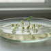 Herbicide Added to Growth Medium Boosts Germination of Threatened Prairie Orchid