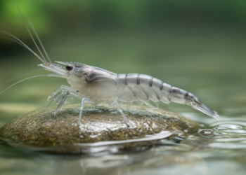 Newly Found Dmrt1B Gene Tied to Testis Development in Oriental River Prawns