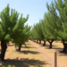 Forgotten Almond Trees in Central Italy Reveal a Hidden Genetic Treasure