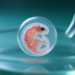 Common Immunosuppressant Disrupts Blood Vessel Growth in Zebrafish Embryos