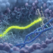Viral RNA contacts leave immune gene promoters accessible yet transcriptionally constrained