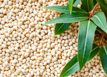 CRISPR Knockout of a Single Gene Supercharges Soybean’s Health-Boosting Isoflavones