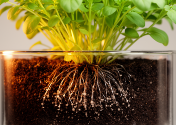 Root Chemistry Reveals How a Chinese Medicinal Herb Tolerates Cadmium