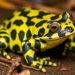 Mapping Climate Refuges to Give Panama’s Harlequin Toads a Second Chance