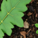 Nitrogen-Rich Leaf Litter Turns Soil Microbes into Carbon Storage Machines