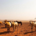 Better forecasts alone cannot save Africa’s poorest herders from drought