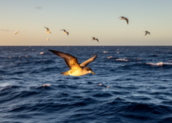 Fledgling shearwaters reveal Solomon Sea as vital stopover on first migration
