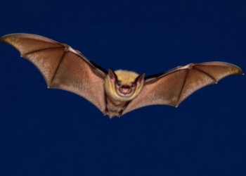 Great Plains Bats Are Flying Blind: A 30-Year Review Reveals Huge Gaps in Grassland Bat Science