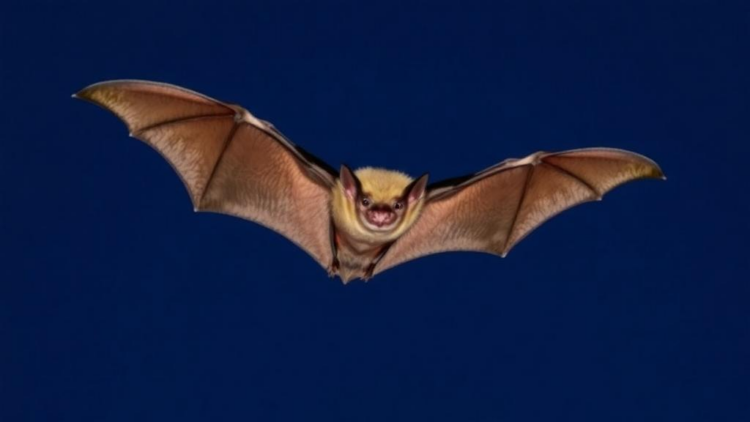 Great Plains Bats Are Flying Blind: A 30-Year Review Reveals Huge Gaps in Grassland Bat Science