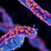 Long-Read Genome Sequencing Powers a New, Deeply Characterized iPSC Resource for Lab Modeling