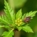 Three EU Projects Join Forces to Detect Plant Pests Before They Spread