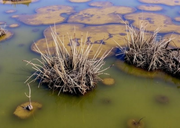 Coastal Wetlands From Rhode Island to Louisiana Get $4 Million Boost in Dual-State Restoration Push