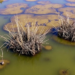 Coastal Wetlands From Rhode Island to Louisiana Get $4 Million Boost in Dual-State Restoration Push