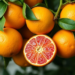 European scientists engineer climate-proof citrus with AI and gene editing