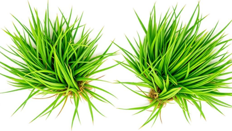 Two Bermudagrass Genotypes Take Opposite Biochemical Roads to Survive Salt and Drought