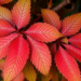 Hidden RNA Switches May Explain How Eucalyptus Leaves Turn Red Under Stress