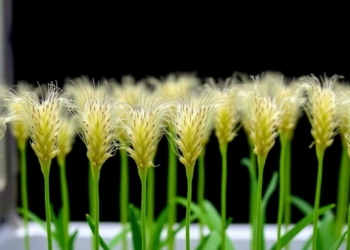 Scientists Crack Tissue Culture Barrier for Taiwan’s Orphan Millet, Paving Way for Crop Domestication