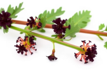 Castor Plant Chemistry Shows Surprising Anti-Inflammatory Power in Lab Tests