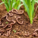 Worm-Compost and Bacteria Team Up to Cut Maize Fertilizer Use by a Quarter