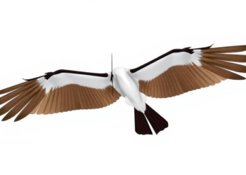 New Geometry Study Reveals Why Simple Flutter Controllers Fall Short on Flexible Wings
