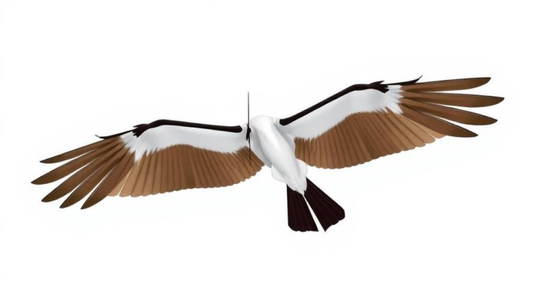New Geometry Study Reveals Why Simple Flutter Controllers Fall Short on Flexible Wings
