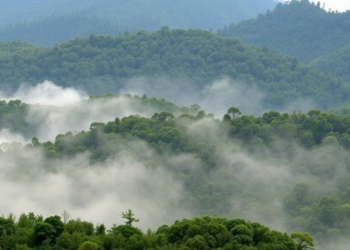 Peace Can Be Bad for Forests: Study Maps a Hidden Research Gap in Conflict Zones