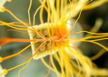 Inside the cilium: how dynein motors are tuned by a web of regulatory signals